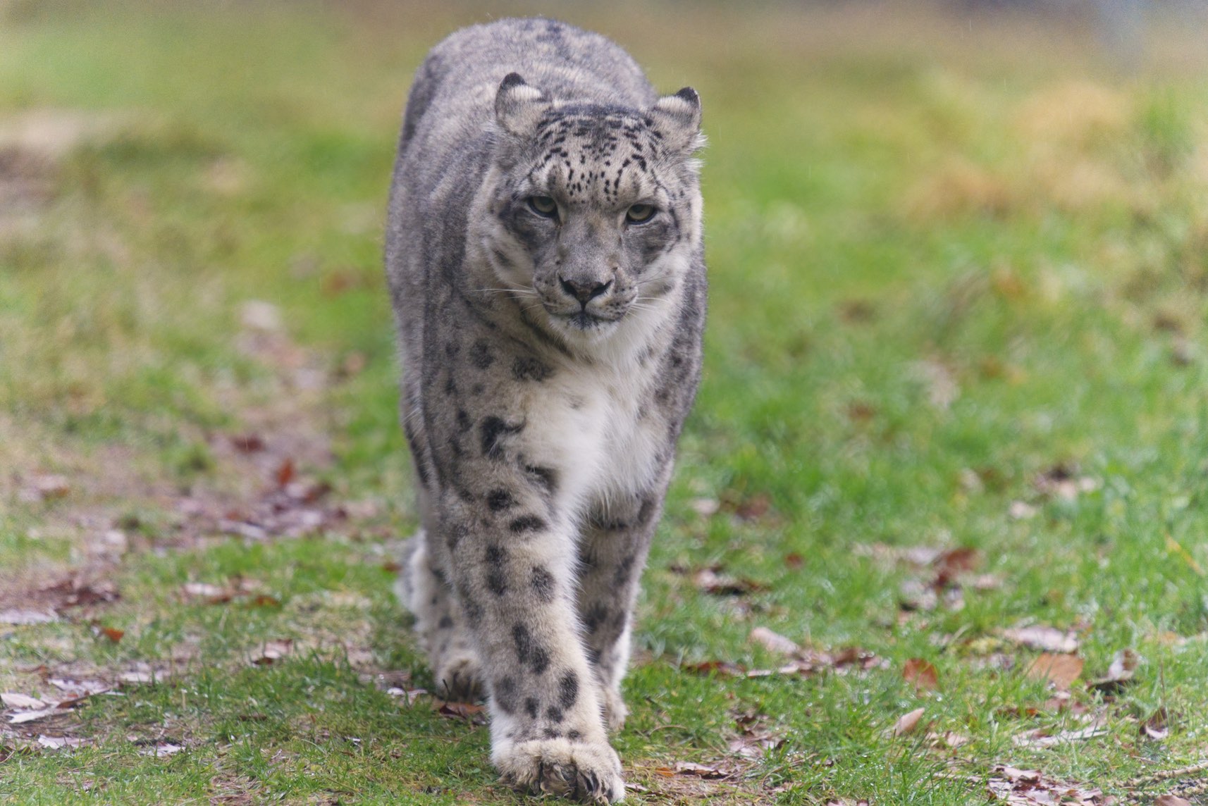 Snow Leopard 1 0102